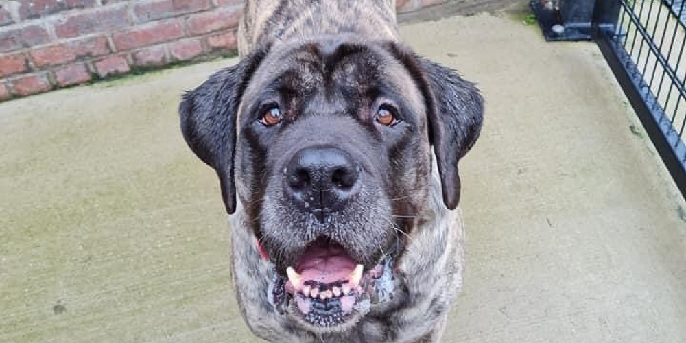 Charity Spotlight Pendle Dogs In Need Reward Mobile